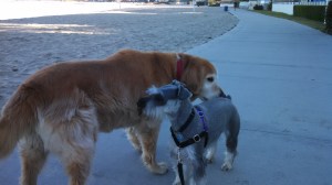 IMG_20150429_074917_432